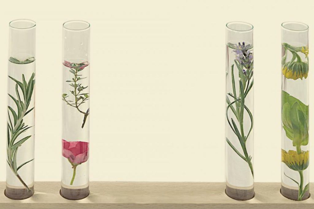 Flacones con plantas y flores